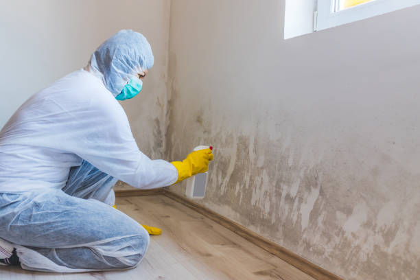 Licensed Black Mold Remediation service in Lumberville, PA - Mold Remediation HQ