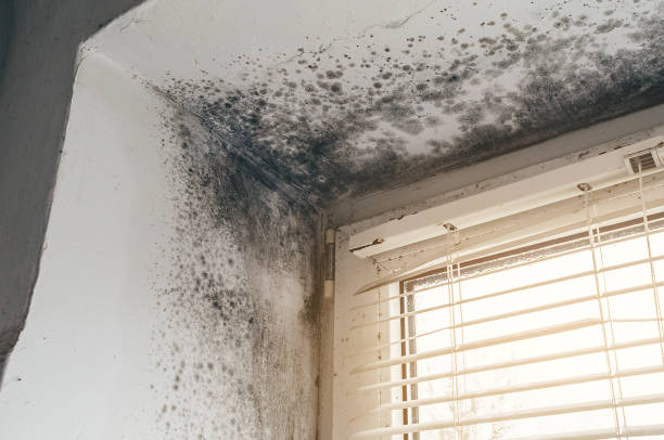 Affordable Black Mold Remediation solutions in Lumberville, PA